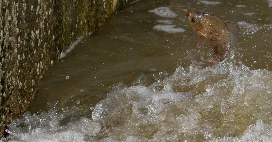 Wasserkraftanlagen behindern die Durchgängigkeit der Gewässer für wandernde Fische und verhinderten dadurch die natürliche Reproduktion verschiedener teilweise geschützter Fischarten. Foto: picture-alliance
