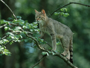 Die Teilnehmerinnen und Teilnehmer in Bad Harzburg laufen, gegen die Zerschneidung des Lebensraums der Wildkatze. Foto: picture-alliance