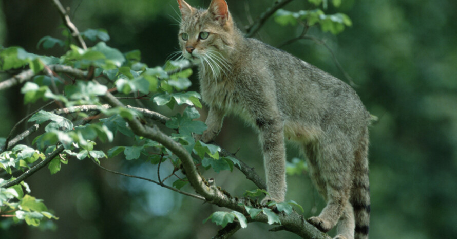 Die Teilnehmerinnen und Teilnehmer in Bad Harzburg laufen, gegen die Zerschneidung des Lebensraums der Wildkatze. Foto: picture-alliance