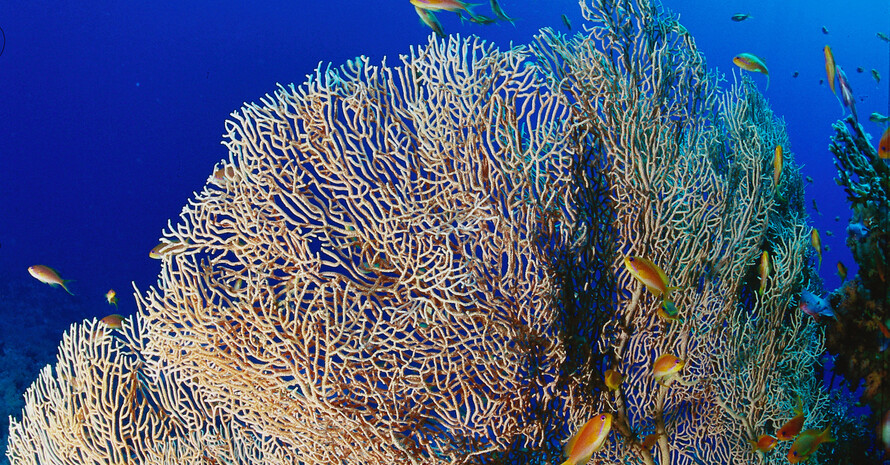 Taucher am Korallenriff. Foto: picture-alliance